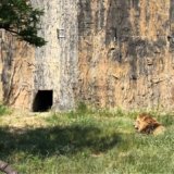 森きららのライオン