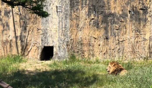 森きららのライオン