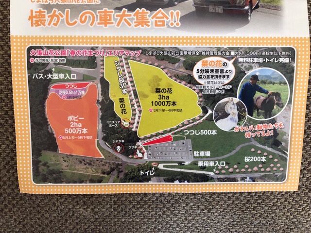 しまばら火張山花公園の春の花まつりは期間中花が変わる