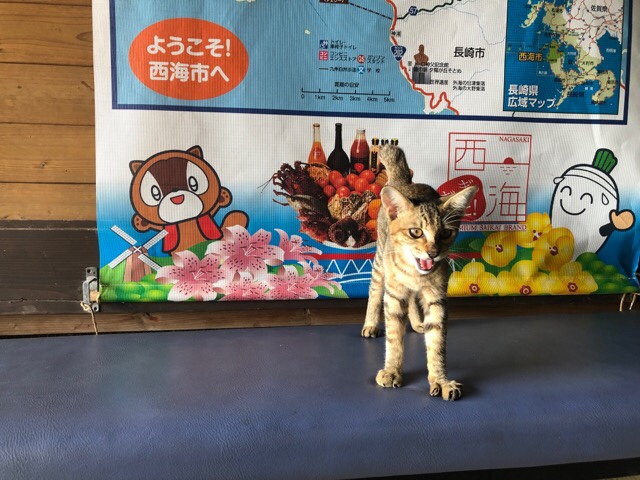 船番所に猫がいた