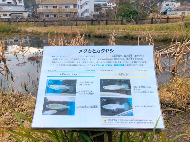 ペンギン水族館のメダカ