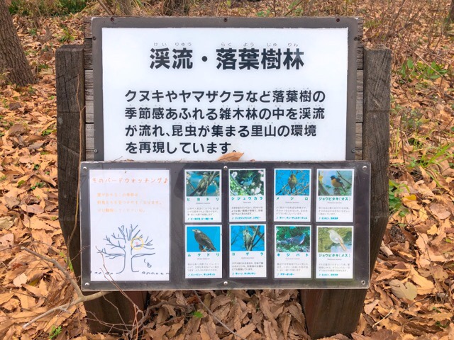 ペンギン水族館でバードウォッチング