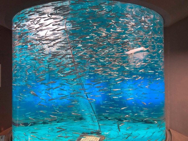 ペンギン水族館のカタクチイワシ