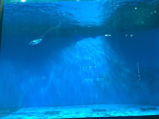 ペンギン水族館のペンギンプール
