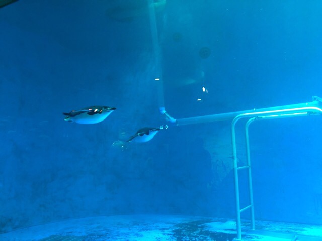 ペンギン水族館で泳ぐペンギン