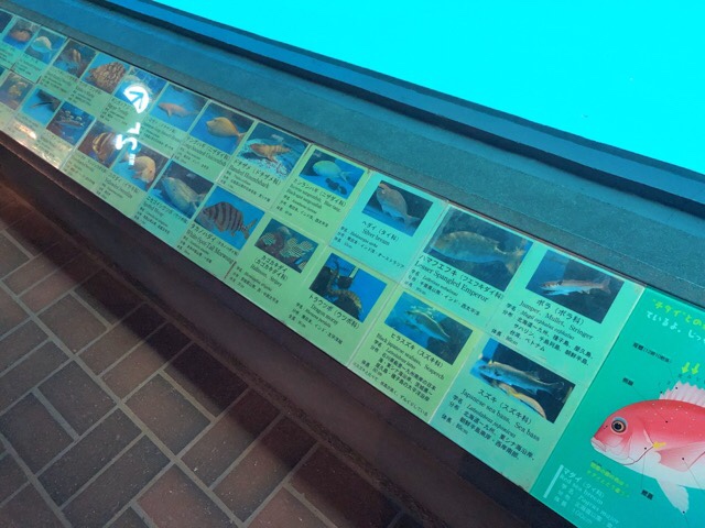 ペンギン水族館はペンギン以外も見所いっぱい