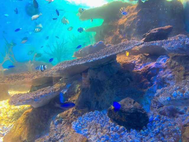 ペンギン水族館の長崎で見れる魚たち