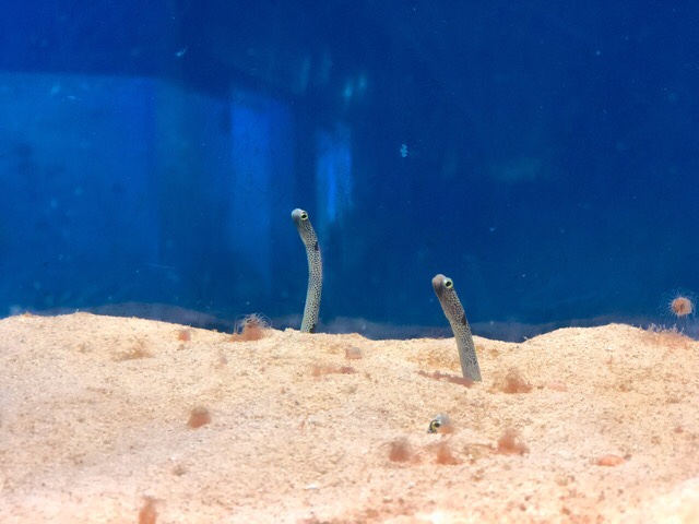 ペンギン水族館のチンアナゴ
