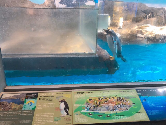 ペンギン水族館2階のペンギン