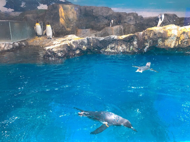 ペンギン水族館2階のペンギンが泳ぐ姿