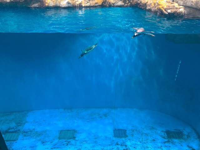 ペンギン水族館の2階と1階の水槽