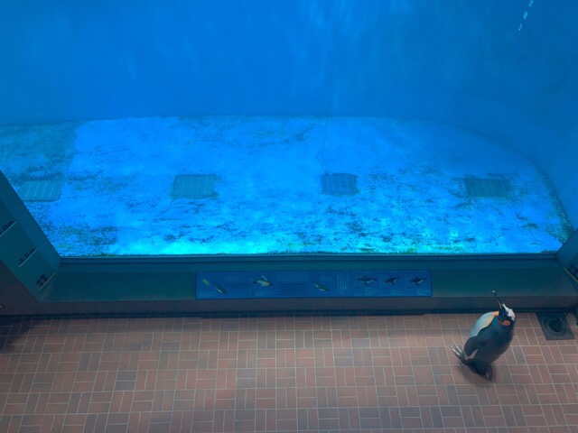 ペンギン水族館のペンギンプール