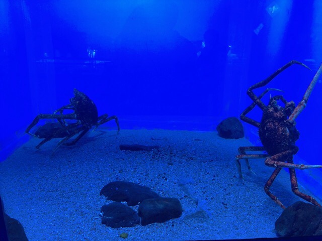 ペンギン水族館のタカアシガニ