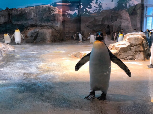 ペンギン水族館2階のキングペンギン