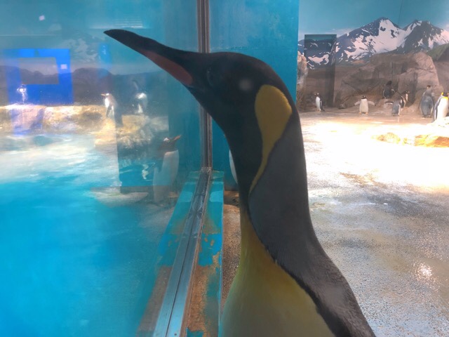 ペンギン水族館の黄昏ているペンギン