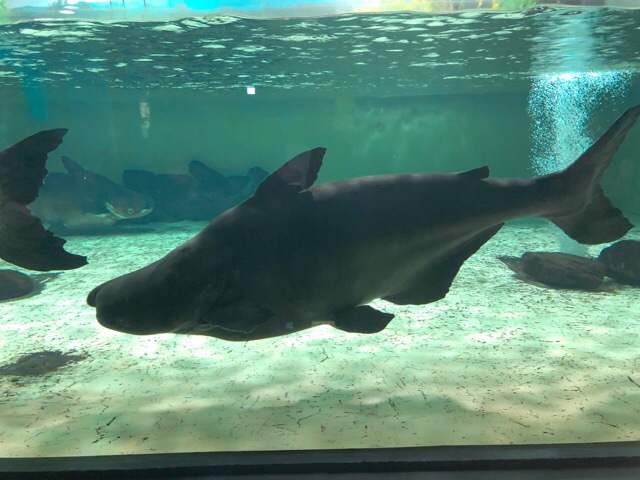 国内最大級の淡水魚プラー・ブック