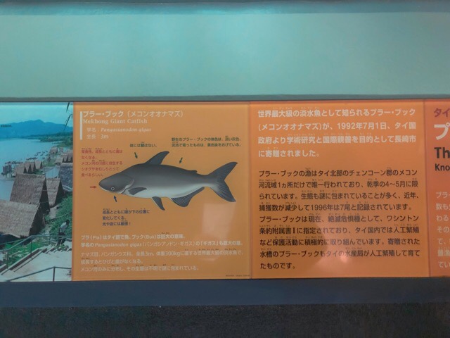 プラー・ブックの生態は謎に包まれていることが多い