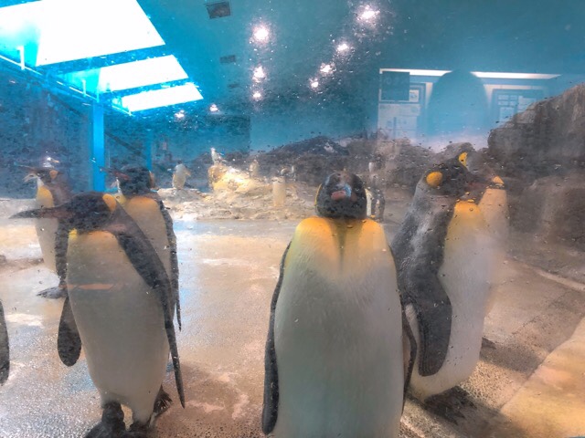 ペンギン水族館のペンギンはひたすら可愛い