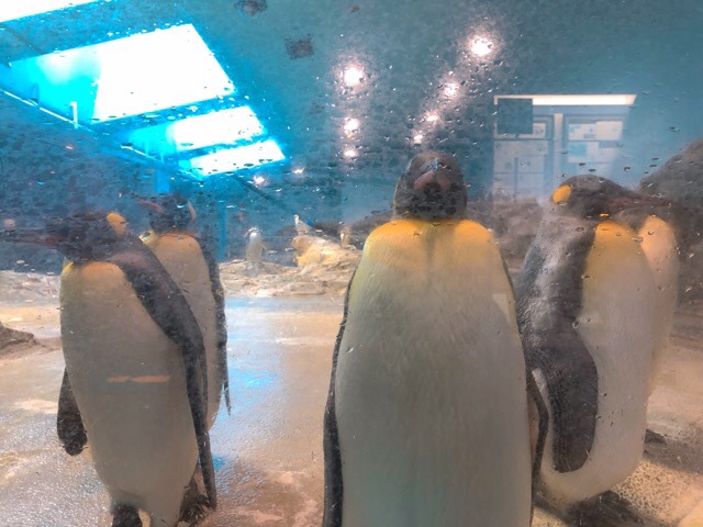 ペンギン水族館のキングペンギンが並んでいる
