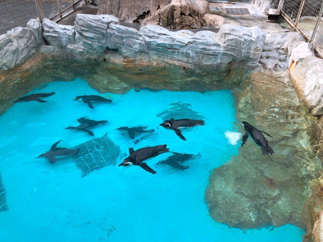 ペンギン水族館の温帯ペンギン