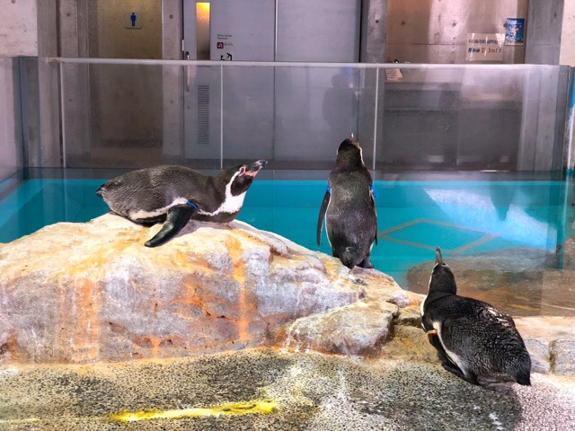 ペンギンの後ろ姿も可愛い