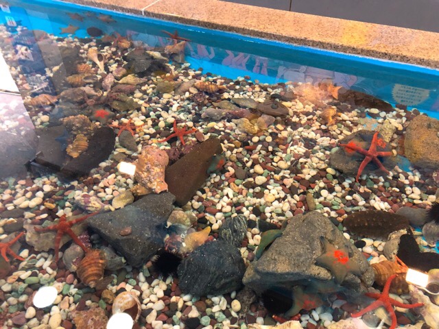 ペンギン水族館のタッチプール