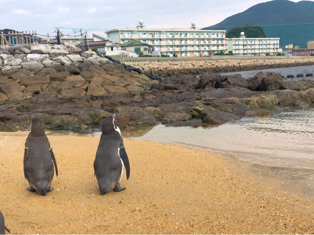 実際に長崎の海で泳ぐペンギンを見れる