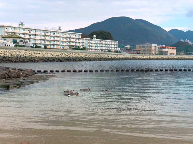 海で泳ぐペンギン