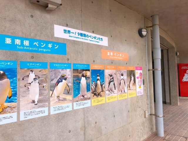 ペンギン水族館にいる9種類のペンギン