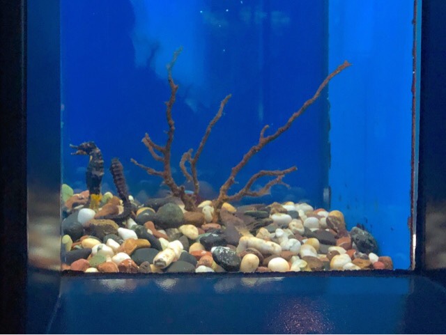 ペンギン水族館のタツノオトシゴ